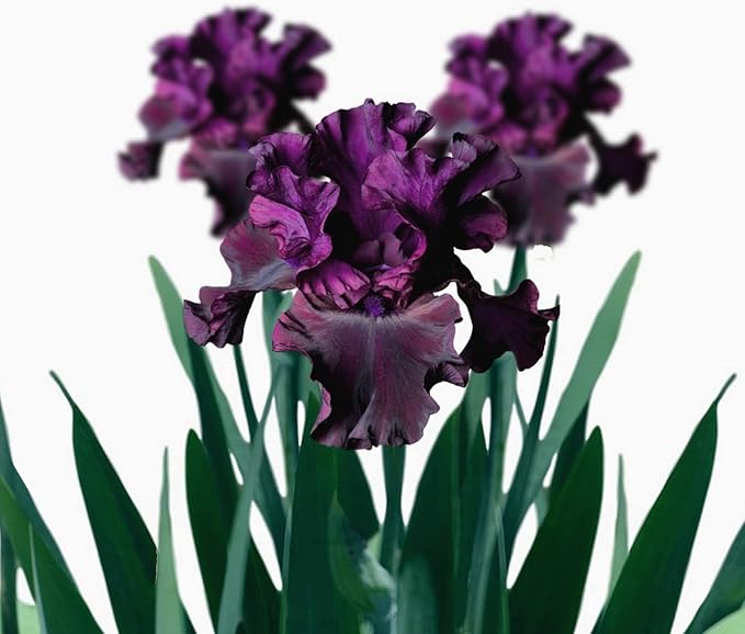 Easy to Grow Bearded Iris Purple Rebounder - 9 Plant Bulbs Rhizomes, Dark Purple Flowers in Spring to Fall, Full Sun Low Maintenance