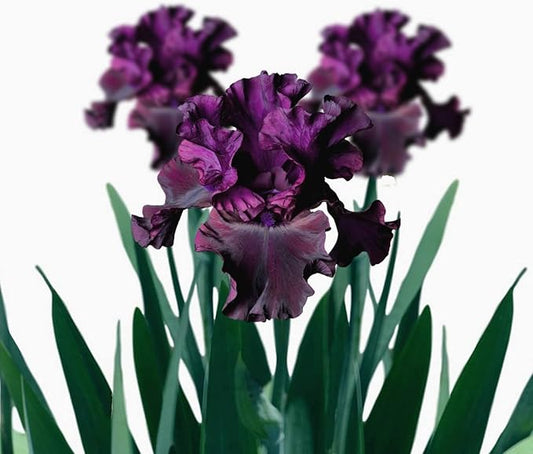 Easy to Grow Bearded Iris Purple Rebounder - 9 Plant Bulbs Rhizomes, Dark Purple Flowers in Spring to Fall, Full Sun Low Maintenance