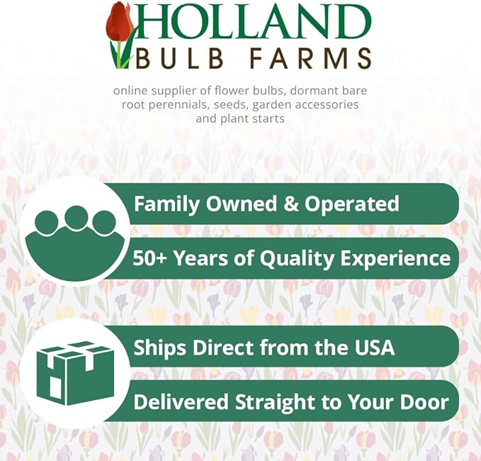 French Lingerie Daylily Flower Bulb - Naturalizing - Perennializing - Easy to Grow Live Plants - Outdoor Garden