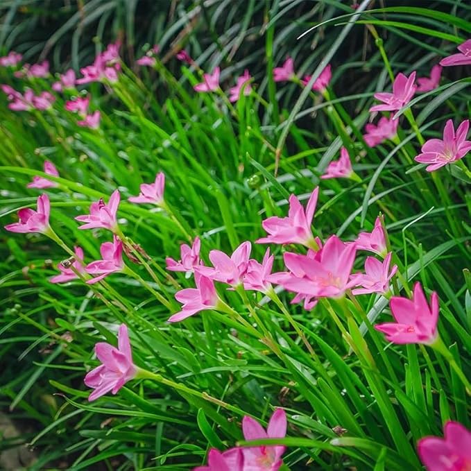 Zephyranthes Robustus Bulbs - Long Lasting Blooms, Perennial Rain Lily Bulk & Wholesale Bulbs for Planting | Easy to Grow and Low Maintenance (100 Pack)