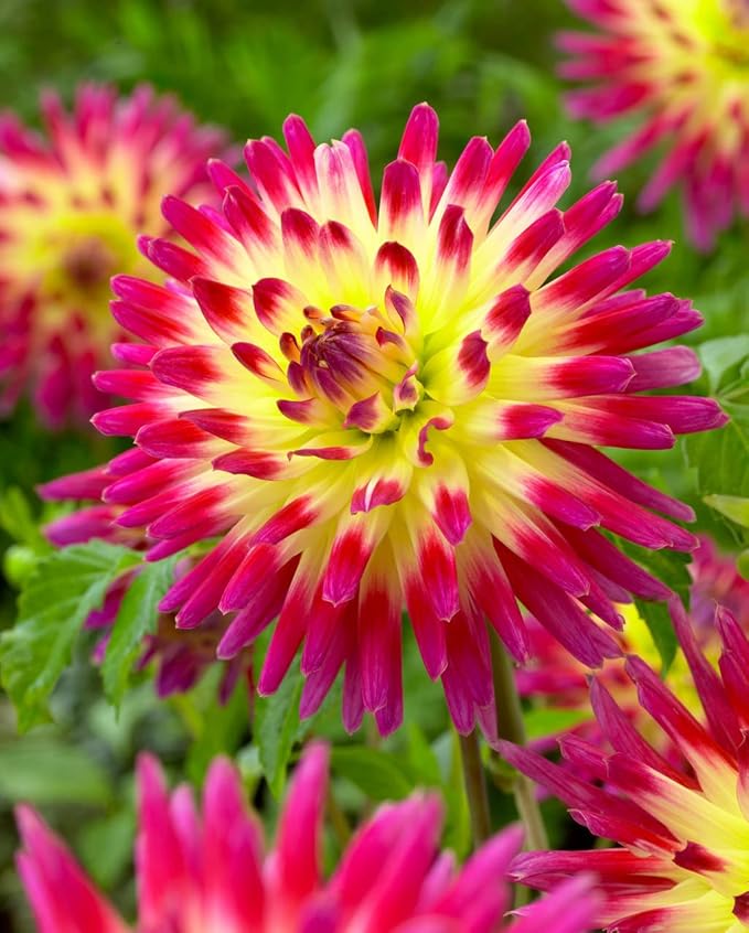 Tahiti Dahlia Bulbs for Planting - Perennial Dahlia Bulbs, Large, Vibrant Blooms for a Long-Lasting Garden Display (12 Pack)