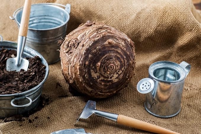 Giant Upright Elephant Ears Bulb for Planting - Huge Bulb to Grow Giant Tropical Alocasia - Made in USA