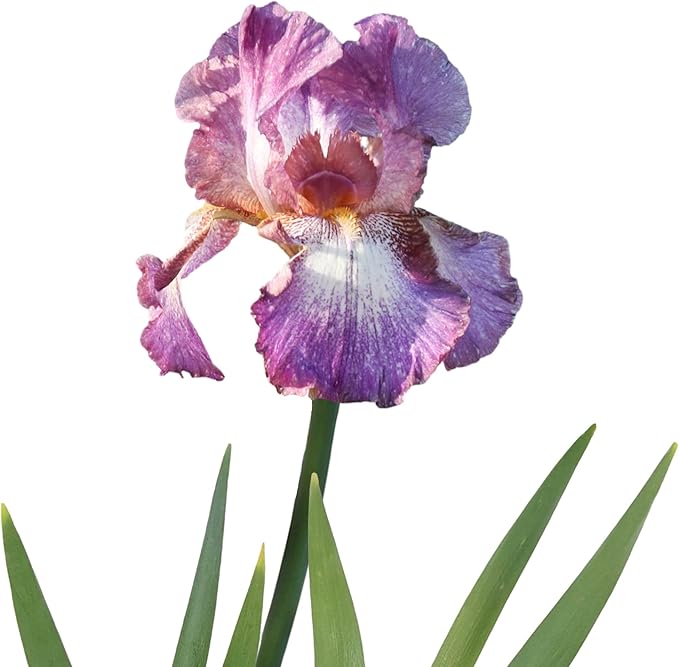 Easy to Grow Bearded Iris Wine Festival - 9 Plant Bulbs Rhizomes, Bright Purple & White Flowers in Spring to Fall, Full Sun Low Maintenance