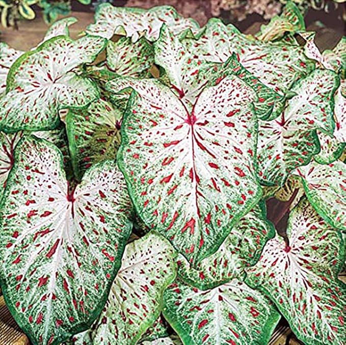 Dwarf Gingerland Caladium Bulbs - White with Red Marks - Top Size Roots - Hardy in Zones 9-11 - Compact Foliage for Gardens and Containers