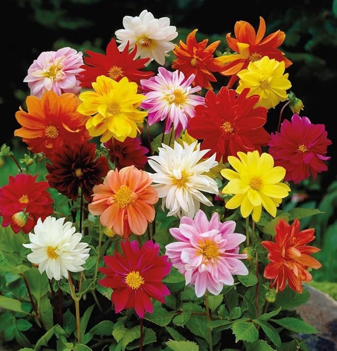 Dwarf Dahlia Rainbow Mix Tubers - Perennial, Showy Blooms, Mixed Dahlia Tubers for Planting | Large Blooms, Summer Flowers, Easy to Grow (12 Pack)