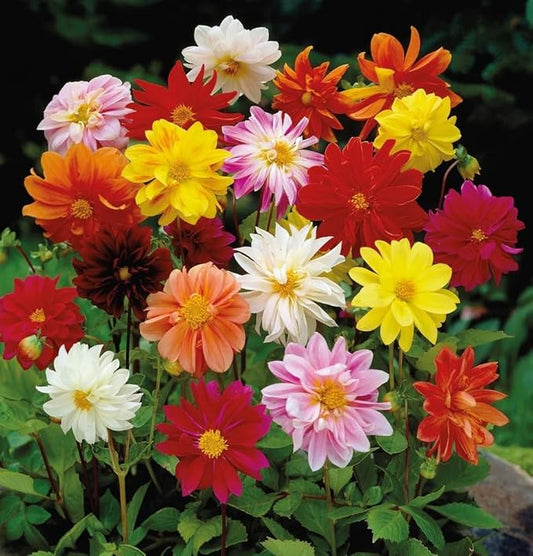 Dwarf Dahlia Rainbow Mix Tubers - Perennial, Showy Blooms, Mixed Dahlia Tubers for Planting | Large Blooms, Summer Flowers, Easy to Grow (12 Pack)