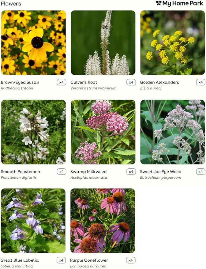 32 Outdoor Native Plants for Full Sun & Wet Ground – Includes Brown-Eyed Susan, Sweet Joe Pye Weed, Purple Coneflower & More – Not Seeds – 4–8” Tall on Arrival – Easy to Grow Perennials