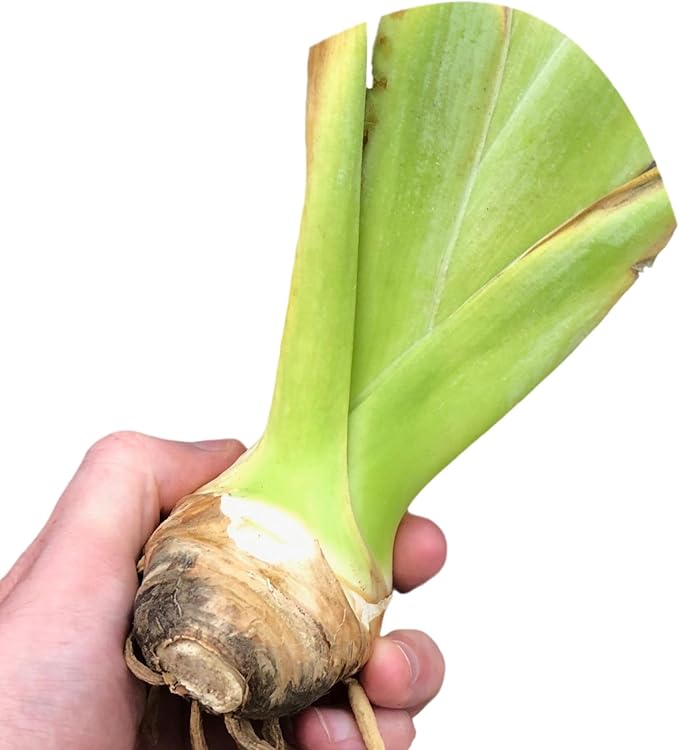 Easy to Grow Bearded Iris Cordoba - 3 Plant Bulbs Rhizomes, Orange Flowers in Spring to Fall, Full Sun Low Maintenance