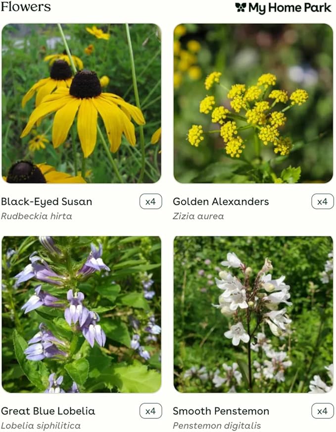 16 Outdoor Native Plants for Full Sun & Wet Ground – Includes Brown-Eyed Susan, Golden Alexanders, Smooth Penstemon & Great Blue Lobelia – Not Seeds – 4–8” Tall on Arrival – Easy to Grow Perennials