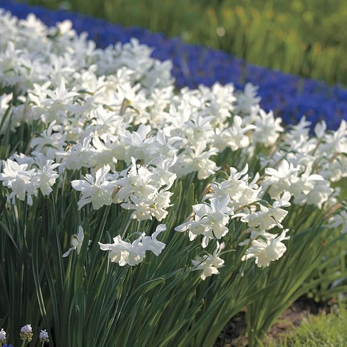 BRECK'S - Thalia Fragrent Daffodil Dormant Spring Flowering Bulbs - Each Offer Includes 25 Bulbs