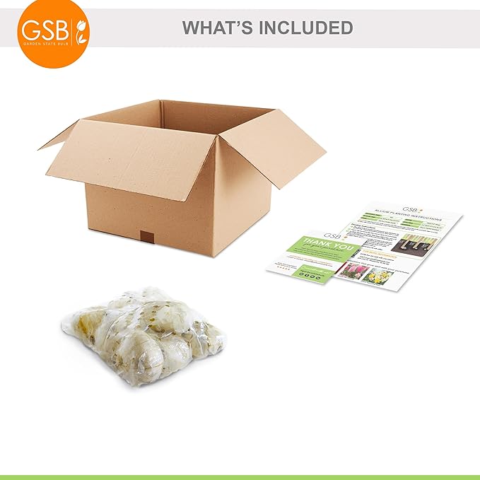 Garden State Bulb Gladiator Allium Flower Bulbs, 18cm, Fall Planting (Bag of 10)