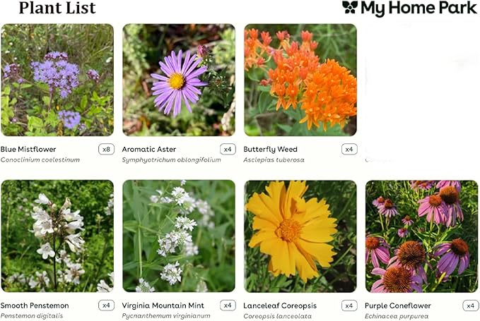 32 Live Outdoor Native Plants for Full Sun to Support Monarch Butterflies– Includes Purple Coneflower, Wild Bergamot, Butterfly Weed & More – Not Seeds – 4–8” Tall on Arrival – Easy to Grow Perennials