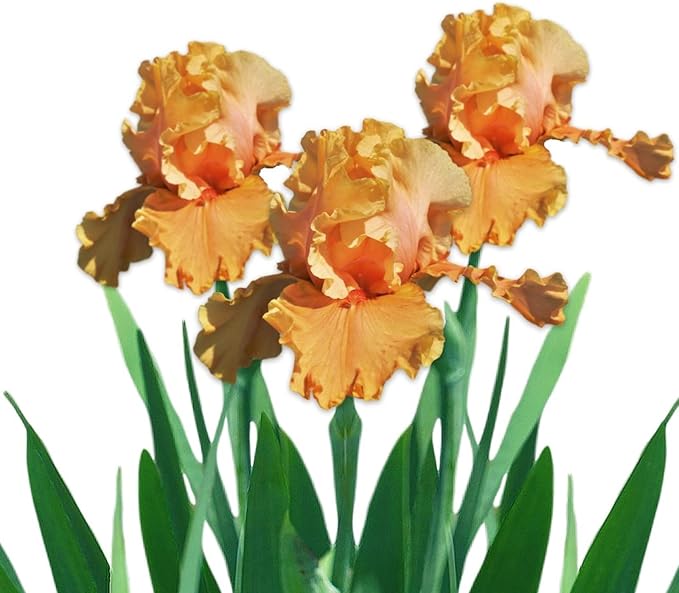 Easy to Grow Bearded Iris Cordoba - 3 Plant Bulbs Rhizomes, Orange Flowers in Spring to Fall, Full Sun Low Maintenance