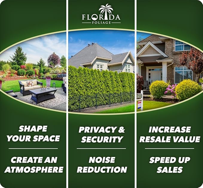 Frosty Fire Dianthus - 10 Live Plants - Dianthus Allwoodii - Fragrant Cold Hardy Groundcover