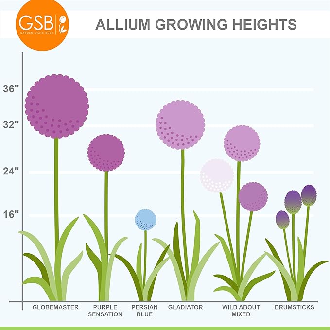 Garden State Bulb Gladiator Allium Flower Bulbs, 18cm, Fall Planting (Bag of 10)