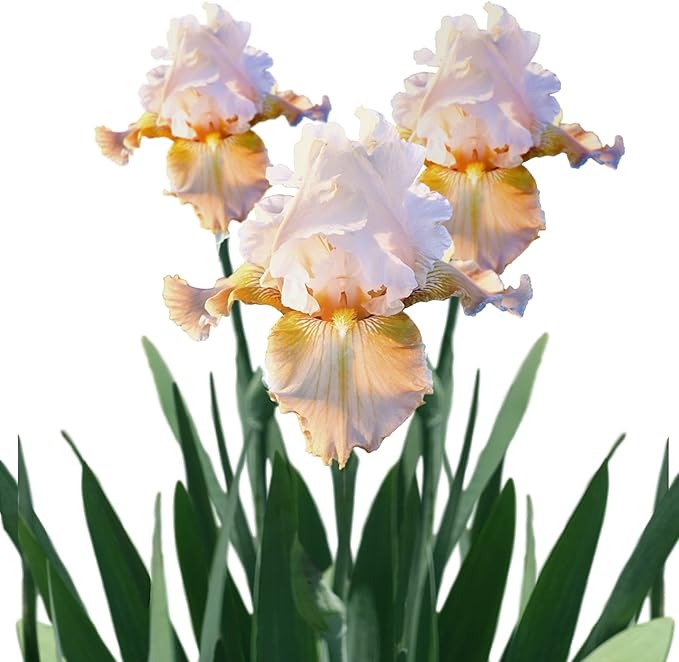 Easy to Grow Bearded Iris Champagne Elegance - 3 Plant Bulbs Rhizomes, Light Orange Pink Flowers in Spring to Fall, Full Sun Low Maintenance