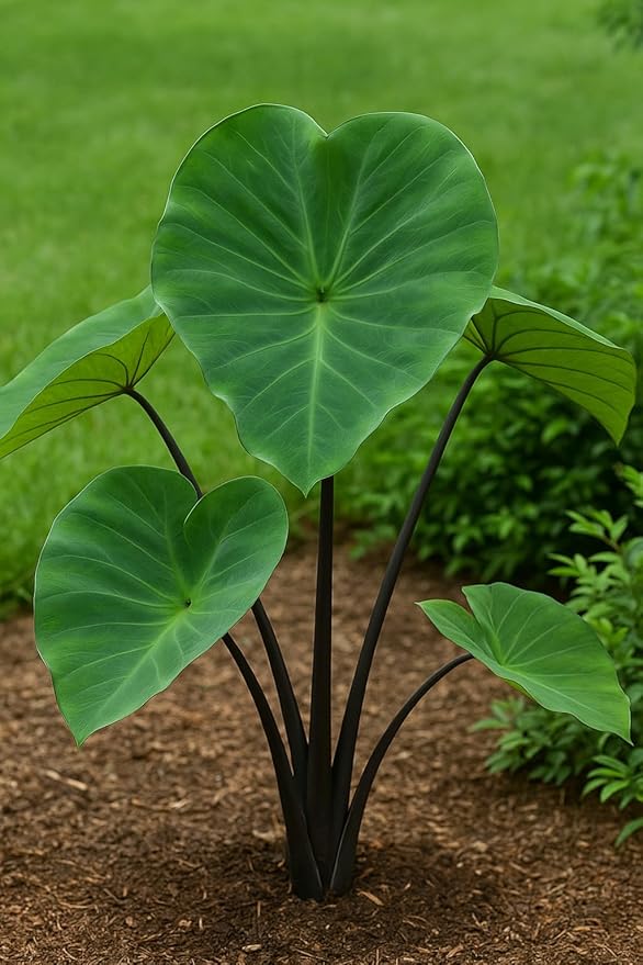 Black Stem Elephant Ears - Stunning Black Stemmed Perennial Plant - Bulbs to Grow (5 Elephant Ear Bulbs)