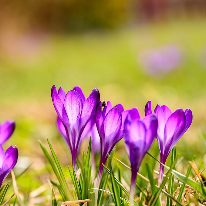 Saffron Crocus Flower Bulbs - Huge Bulbs, 9/10cm Each! Grow The World's Most Expensive Spice - Saffron Bulbs - Crocus Sativus (50)