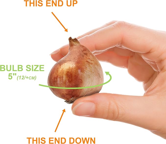 Garden State Bulb Triumph Verandi Tulip Flower Bulbs, 12/+ cm, Fall Planting (Bag of 50)