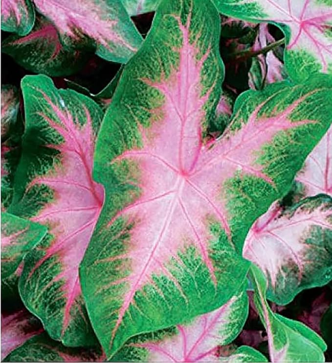 3 Kathleen Caladium - Large Size Root Bulbs - Elegant Green and White Foliage - Hardy in Zones 9-11 - Ideal for Gardens and Containers