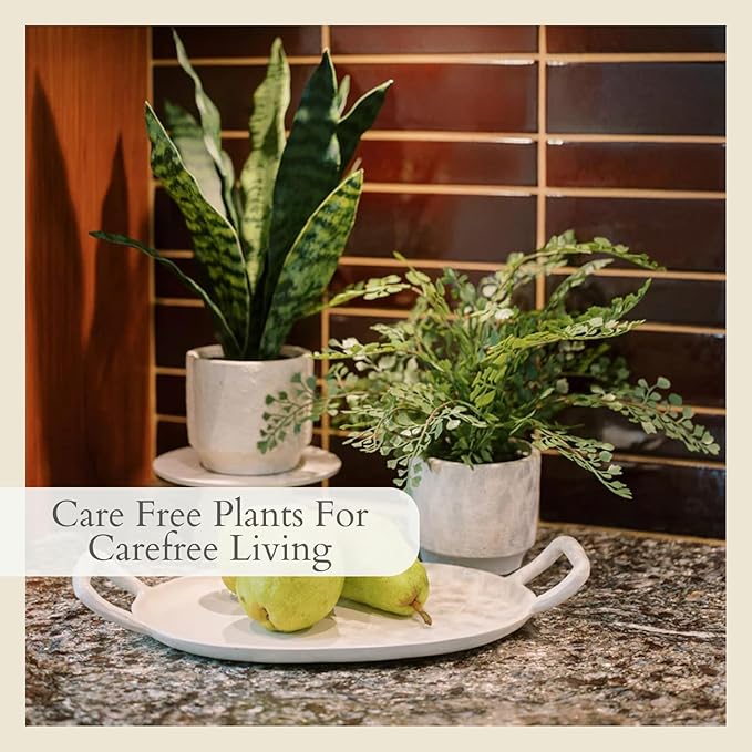 CG Hunter Faux Snake Plant & Fern, Set-of-2 Premium Artificial Indoor Plants, Enhances Interior Design, Lifelike-Leaves Create Realistic Natural Appearance, Grey Planter Pot Included