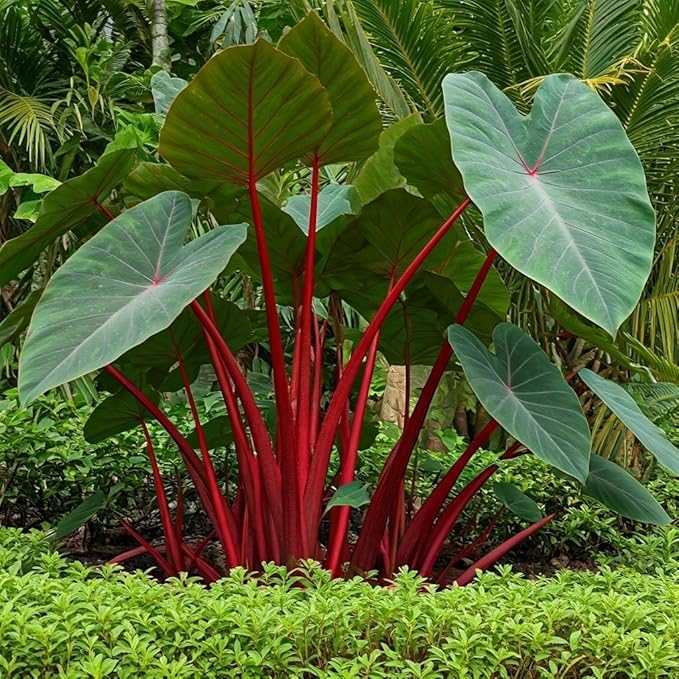 Hawaiian Punch Elephant Ear Bulbs for Planting -Rare Coloring - Perennial Hosta, Elephant Ears, Fancy (1 Elephant Ear Bulb)
