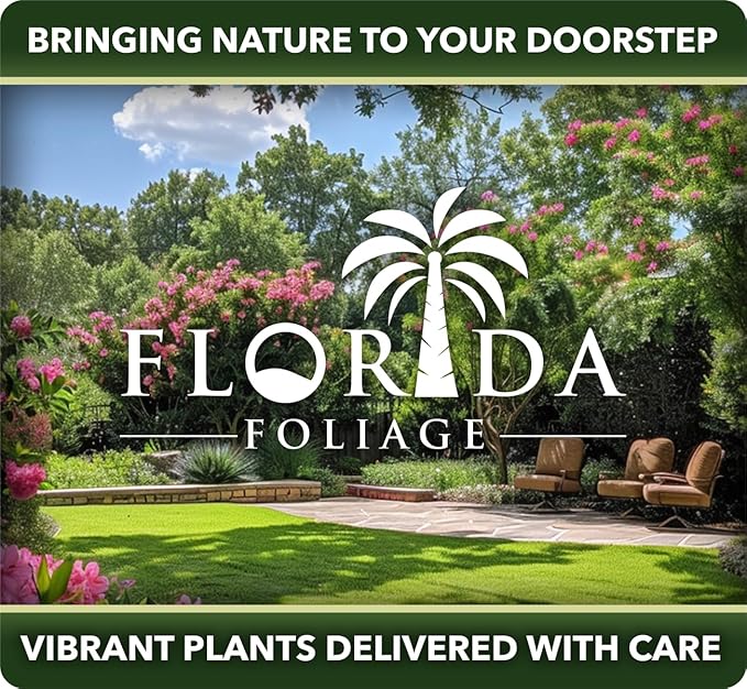 Frosty Fire Dianthus - 20 Live Plants - Dianthus Allwoodii - Fragrant Cold Hardy Groundcover