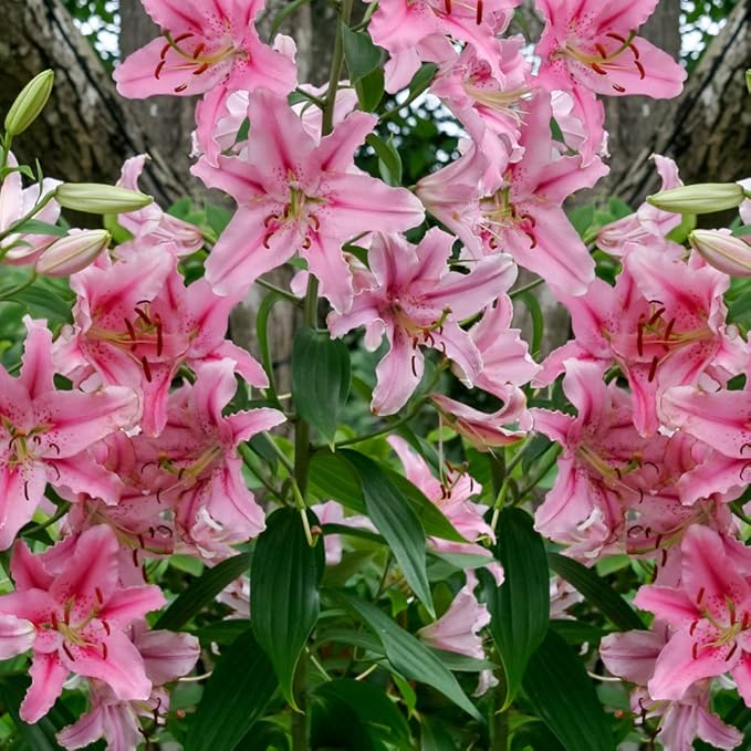 6 Pack Flower bulbs - Giant Stargazer Kissed Flower Lily Perennial Bulbs - Petals With Deep Fuchsia In The Middle Fading To Light Pink Trimmed In White - Easy to Grow Flowers for Your Home and Garden