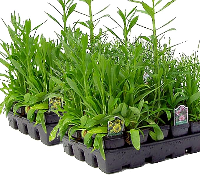 64 Live Outdoor Native Plants for Full Sun to Support Monarch Butterflies – Includes Purple Coneflower, Wild Bergamot, Butterfly Milkweed & More – Not Seeds – 4–8” Tall on Arrival – Easy to Grow