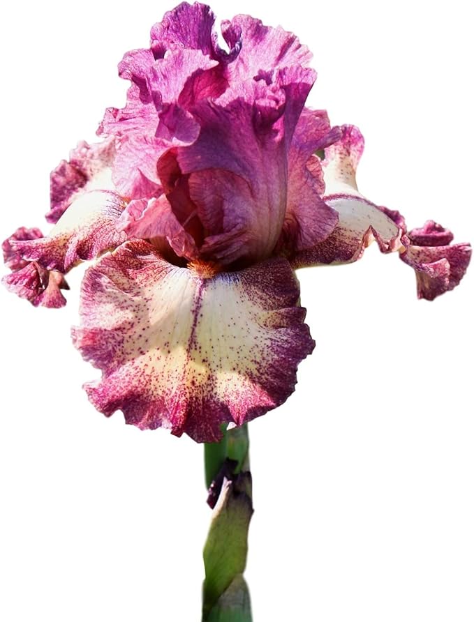 Easy to Grow Bearded Iris Rockstar - 3 Plant Bulbs Rhizomes, Maroon Purple & White Flowers in Spring to Fall, Full Sun Low Maintenance
