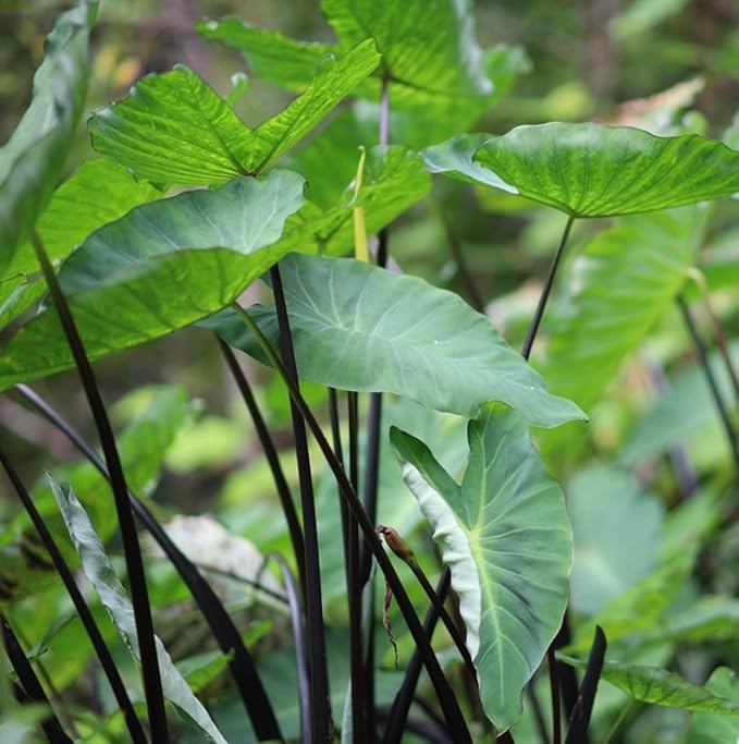 Black Stem Elephant Ears - Stunning Black Stemmed Perennial Plant - Bulbs to Grow (5 Elephant Ear Bulbs)