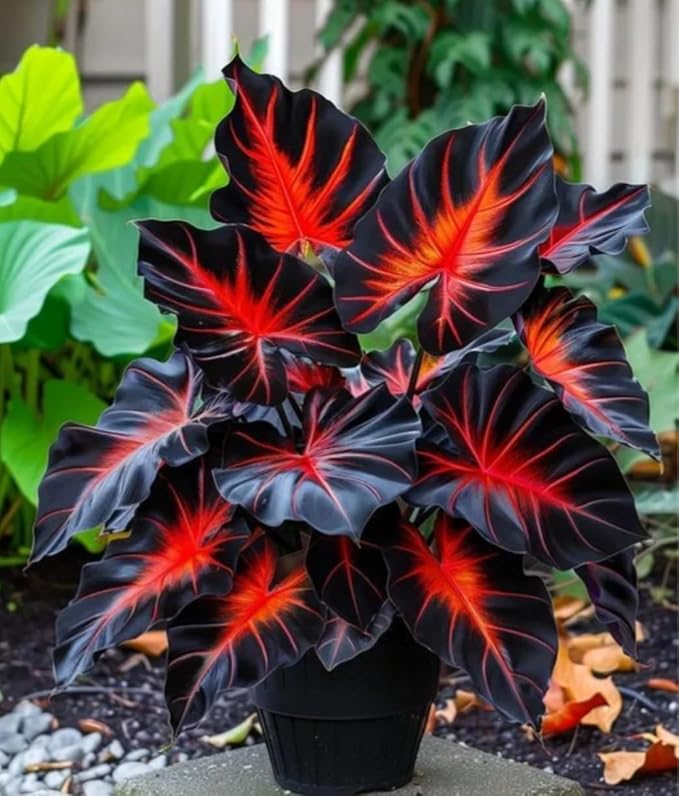 Dragon Heart Caladium Bulbs for Planting - Perennial Hosta, Elephant Ears, Fancy (6 Bulbs)