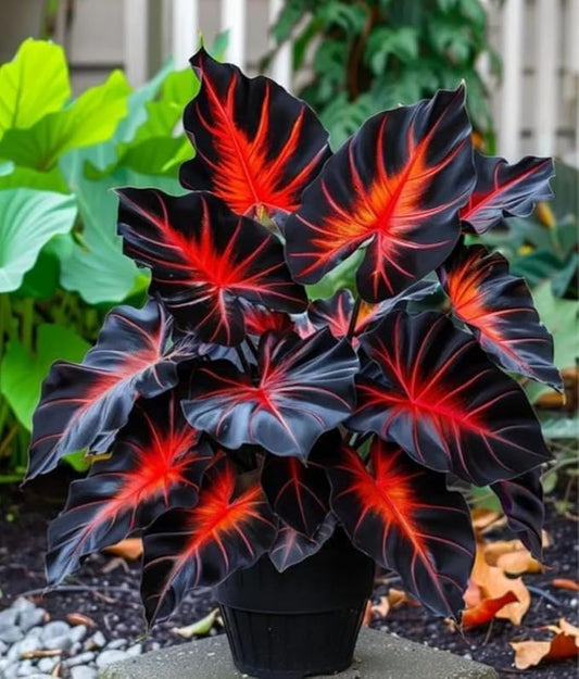 Dragon Heart Caladium Bulbs for Planting - Perennial Hosta, Elephant Ears, Fancy (6 Bulbs)
