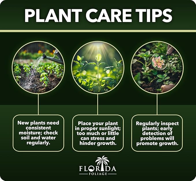 Frosty Fire Dianthus - 3 Live Plants - Dianthus Allwoodii - Fragrant Cold Hardy Groundcover