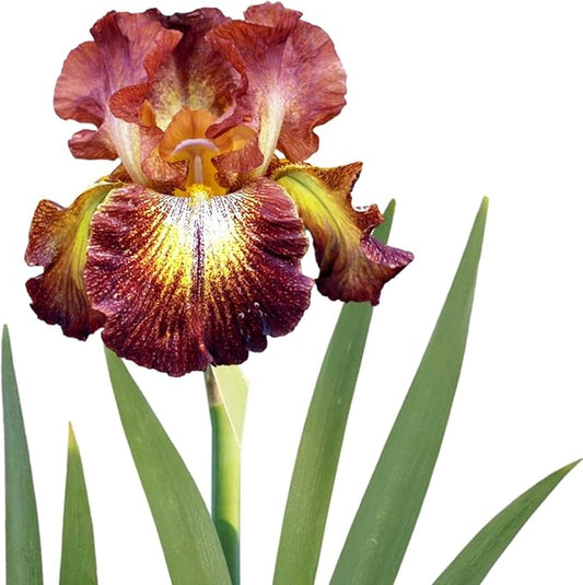 Easy to Grow Bearded Iris Paprika Fono - 9 Plant Bulbs Rhizomes, Burgundy Red & Yellow Flowers in Spring to Fall, Full Sun Low Maintenance