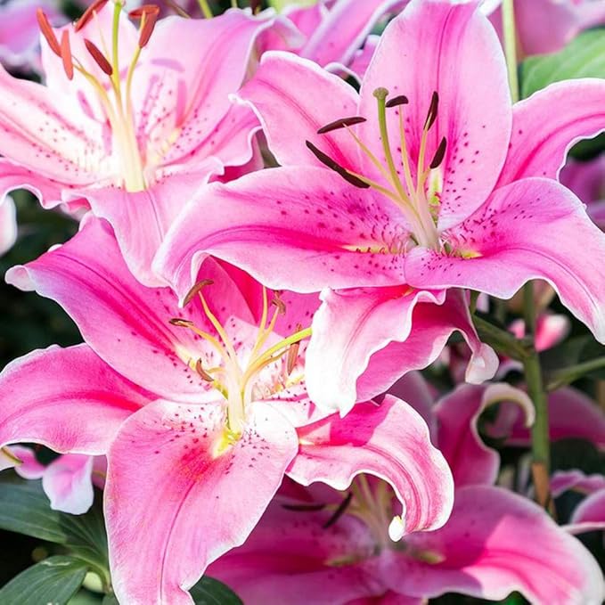 6 Pack Flower bulbs - Giant Stargazer Kissed Flower Lily Perennial Bulbs - Petals With Deep Fuchsia In The Middle Fading To Light Pink Trimmed In White - Easy to Grow Flowers for Your Home and Garden