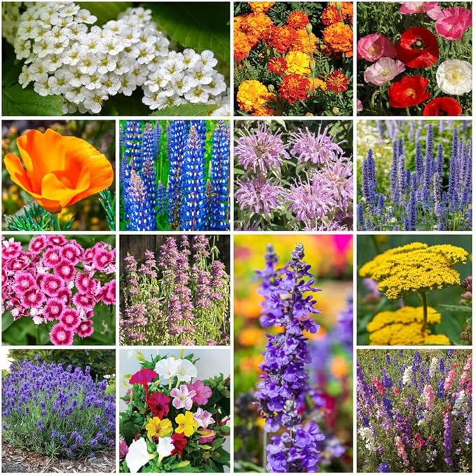 Park Seed Grow Your Own Vibrant Annual and Perennial Wildflower Garden Seed Mixture, Easy to Grow Varieties for Pollinators and Spring Gardens - Deer Resistant Mix, 50 lbs