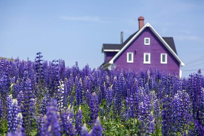 Seeds Blue Lupine King Canute Giant Tall Perennial Flowers Non GMO