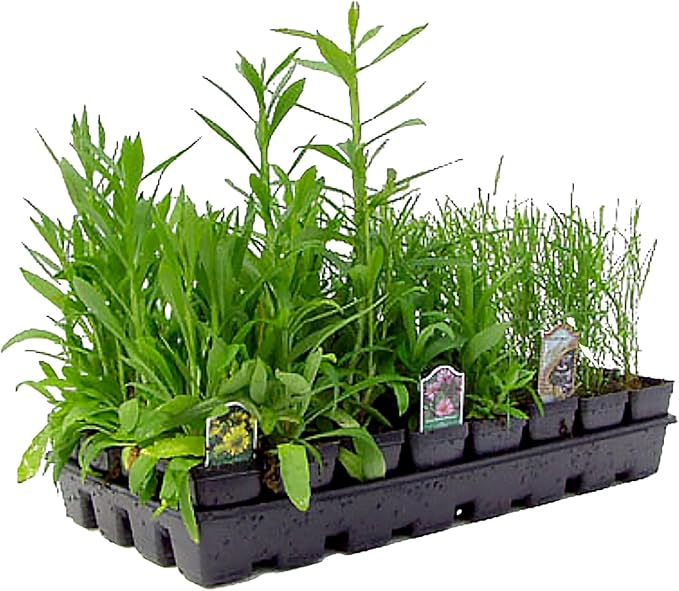 32 Outdoor Native Plants for Full Sun & Wet Ground – Includes Brown-Eyed Susan, Sweet Joe Pye Weed, Purple Coneflower & More – Not Seeds – 4–8” Tall on Arrival – Easy to Grow Perennials