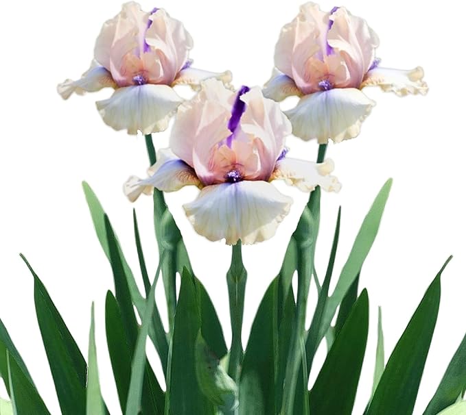 Easy to Grow Bearded Iris Concertina - 9 Plant Bulbs Rhizomes, Light Pink Blush Flowers in Spring to Fall, Full Sun Low Maintenance