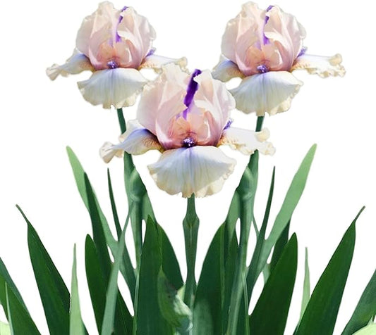 Easy to Grow Bearded Iris Concertina - 9 Plant Bulbs Rhizomes, Light Pink Blush Flowers in Spring to Fall, Full Sun Low Maintenance