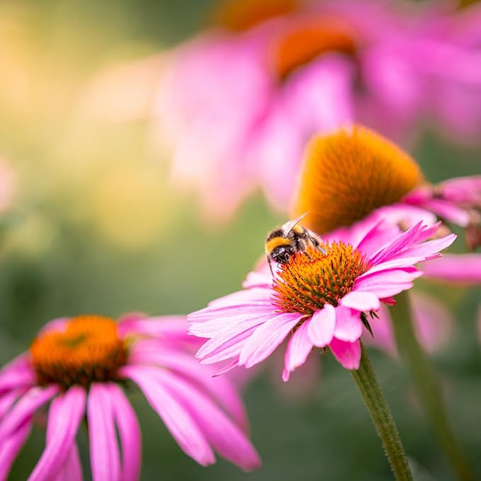 Echinacea Seeds, Purple Coneflower Seeds, Over 2300 Echinacea Seeds for Planting, Non-GMO, Open Pollinated, Heirloom Flower Seeds