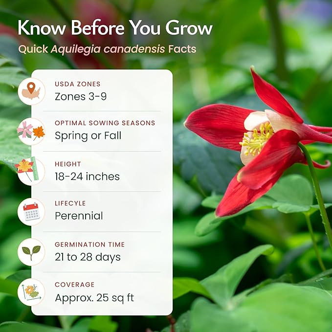 Created By Nature Red Columbine Flower Seeds, 1,450 Seeds, Perennial Wildflowers