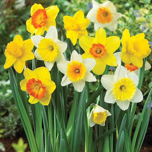 25 Mix Color Daffodils Bulbs Trumpet and Cupped Mixture - Set of 25 Large Fresh Bulbs