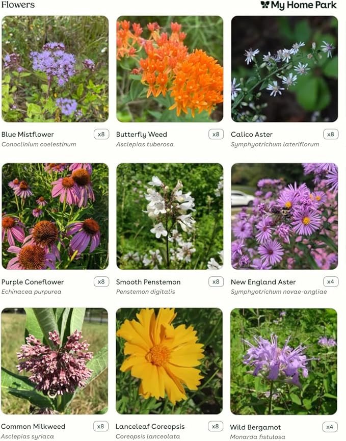 64 Live Outdoor Native Plants for Full Sun to Support Monarch Butterflies – Includes Purple Coneflower, Wild Bergamot, Butterfly Milkweed & More – Not Seeds – 4–8” Tall on Arrival – Easy to Grow