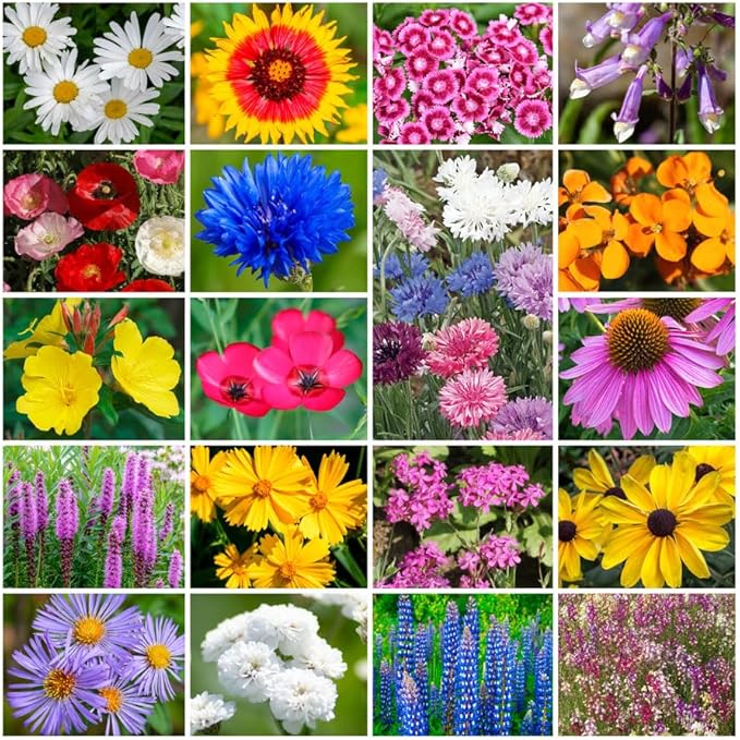 Park Seed Grow Your Own Vibrant Annual and Perennial Wildflower Garden Seeds Mixture, Easy to Grow Varieties for Pollinators and Spring Gardens - Northeast Regional Mix, 25 lbs