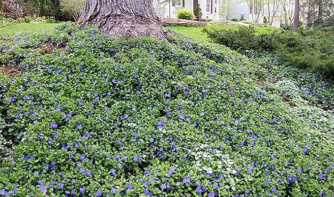 Bowles Myrtle - Vinca Minor - Hardy Groundcover - 48 Plants - 1 3/4" Pots