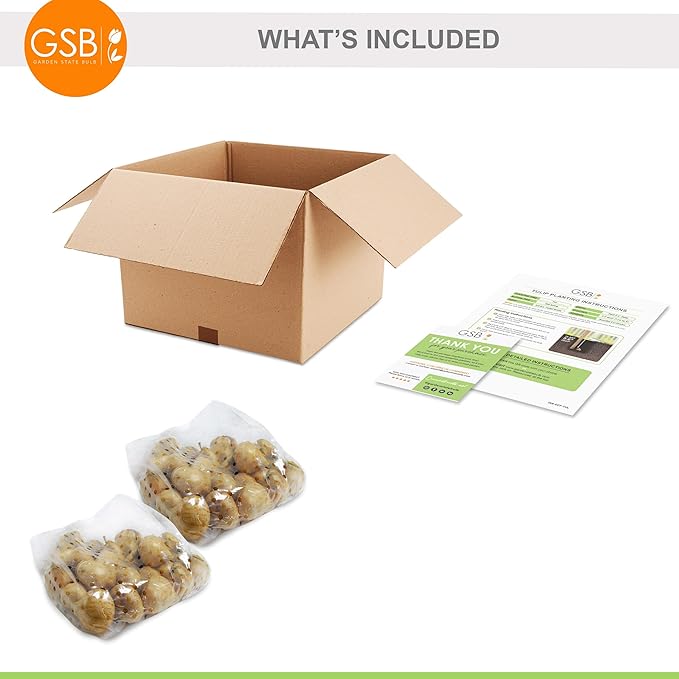 Garden State Bulb Triumph Verandi Tulip Flower Bulbs, 12/+ cm, Fall Planting (Bag of 50)