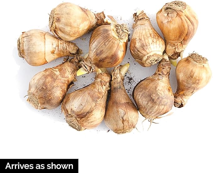 BRECK'S - Thalia Fragrent Daffodil Dormant Spring Flowering Bulbs - Each Offer Includes 25 Bulbs