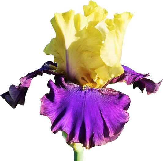 Easy to Grow Bearded Iris Jurassic - 3 Plant Bulbs Rhizomes, Yellow & Purple Bicolor Flowers in Spring to Fall, Full Sun Low Maintenance